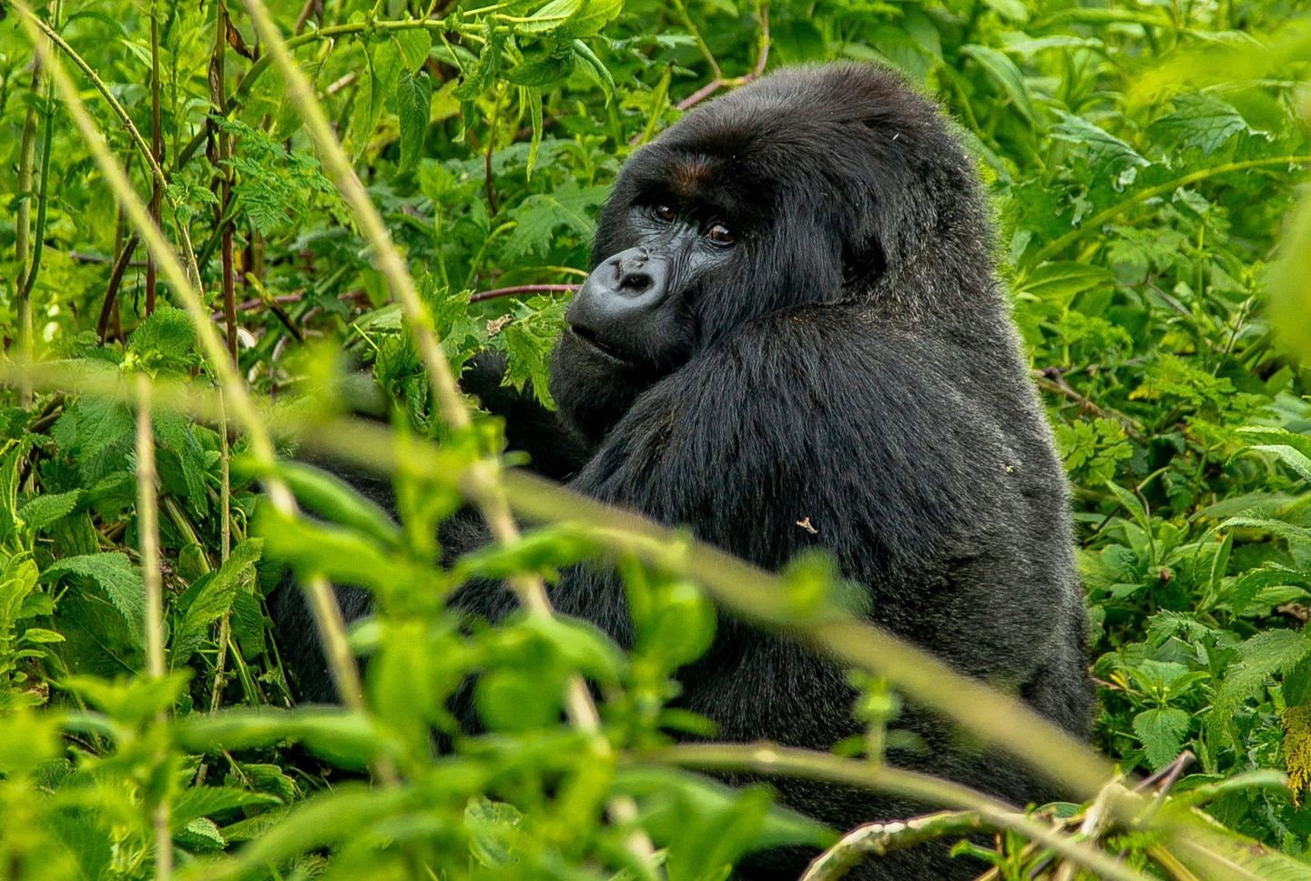 11 Days Gorillas & The Great Migration and Big Five