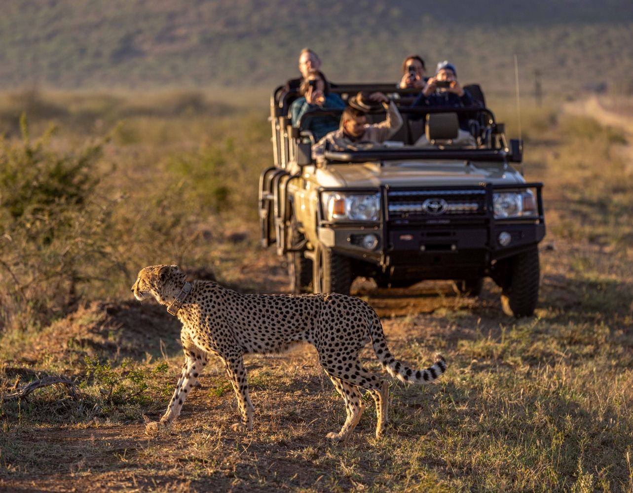 Madikwe Photographic Safari
