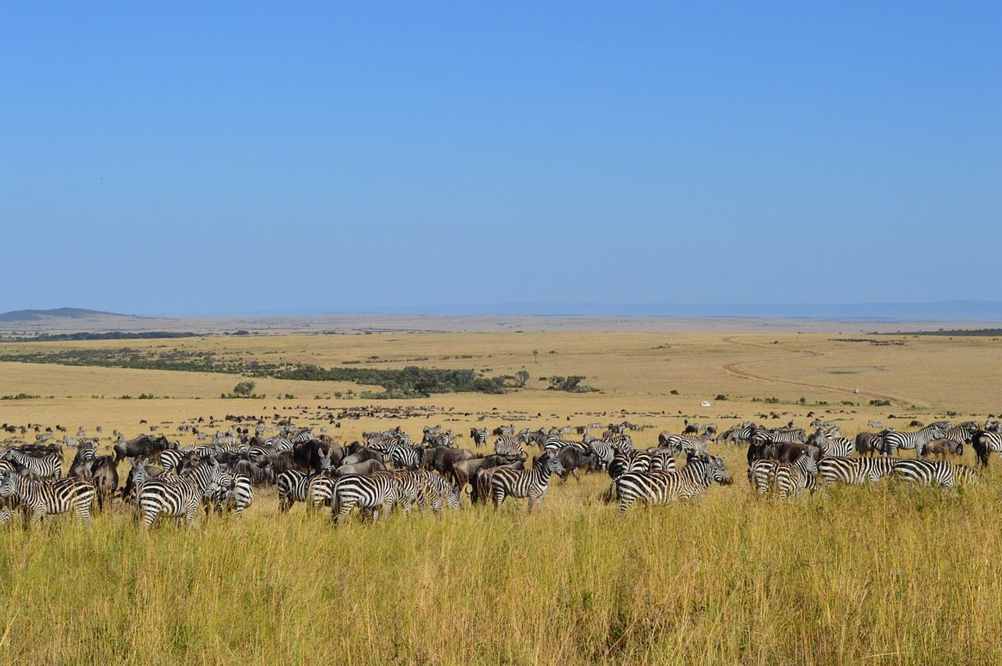 4Days 3Nights Tanzania Budget camping safari to Serengeti & Ngorongoro