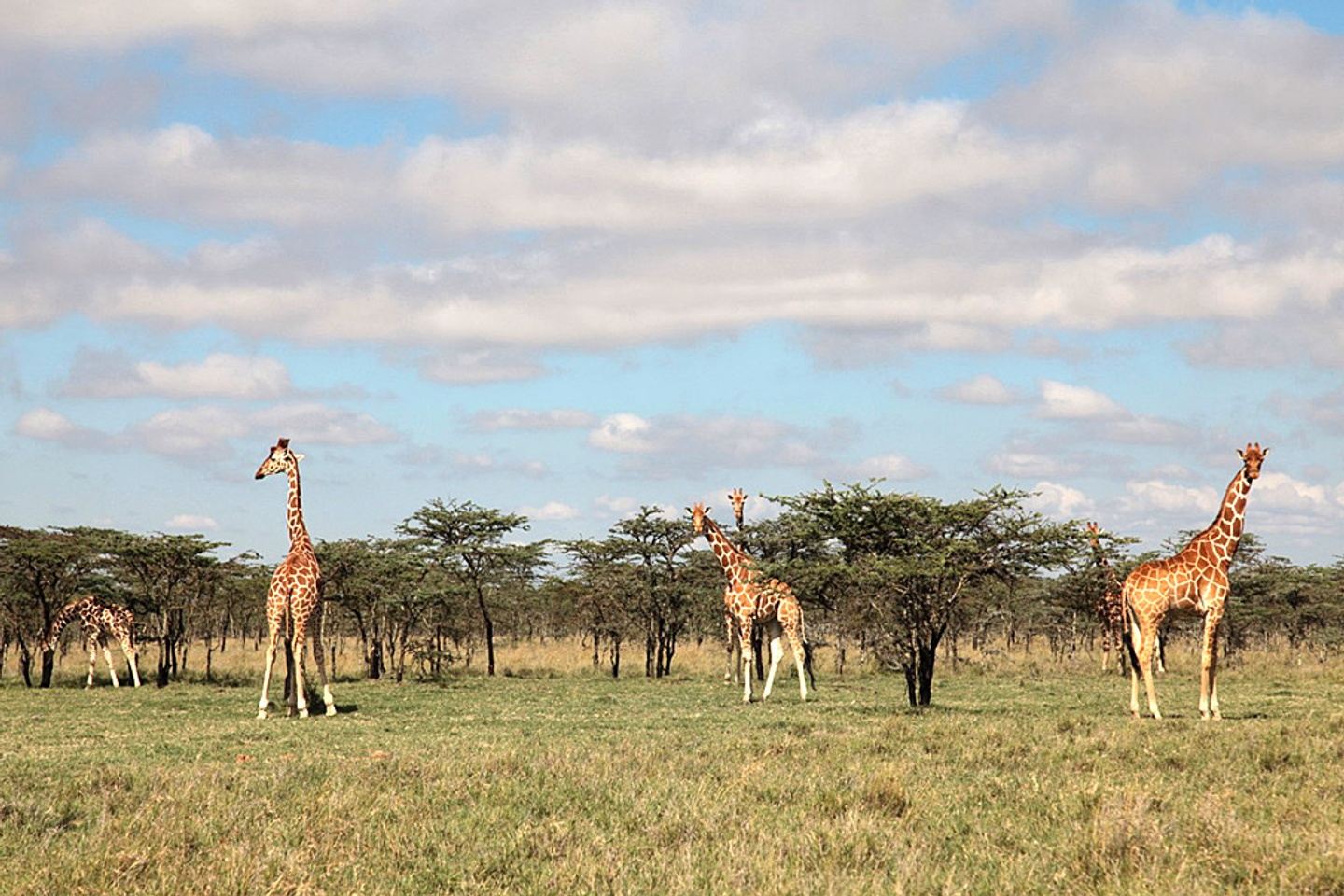 Hakuna Matata Safari