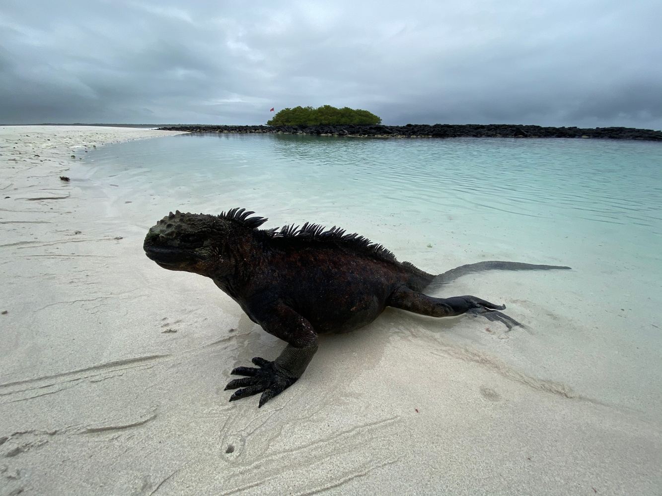 Explore Tortuga Bay & Kayak