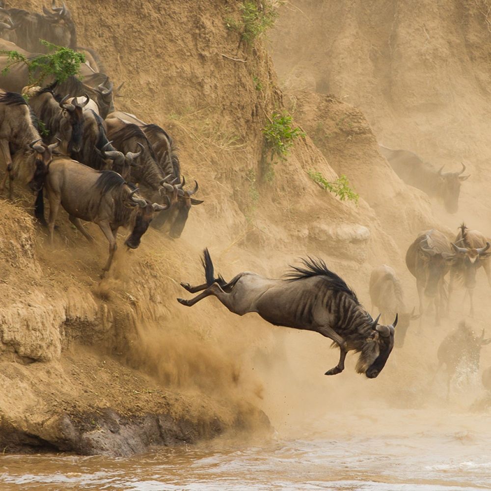 The Great Migration Safaris