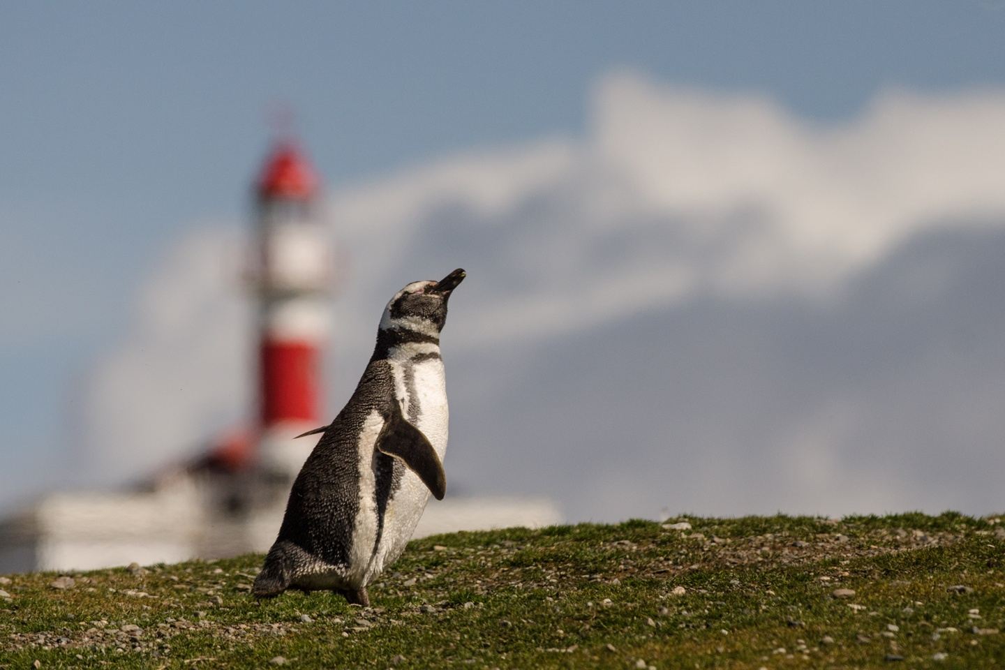 Isla Magdalena/Marta/ From Puerto Natales