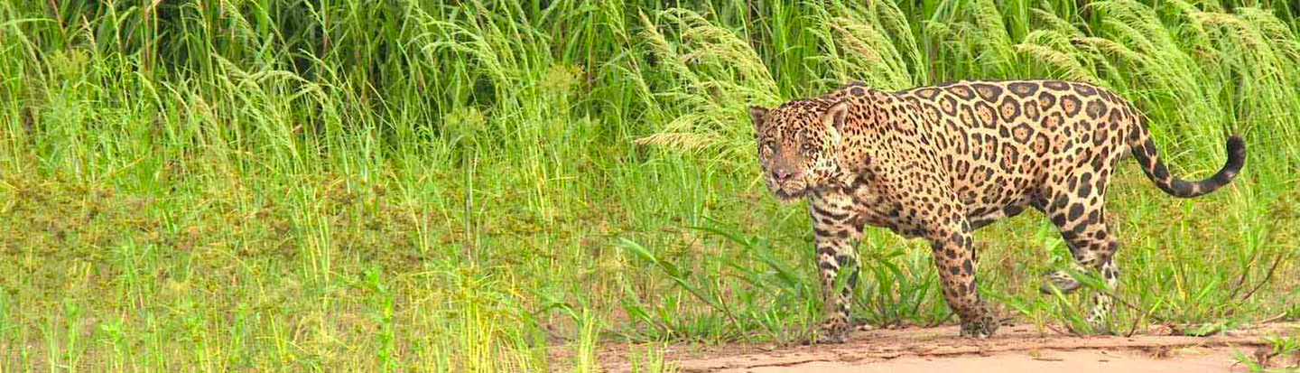 Pantanal Wildlife Tour