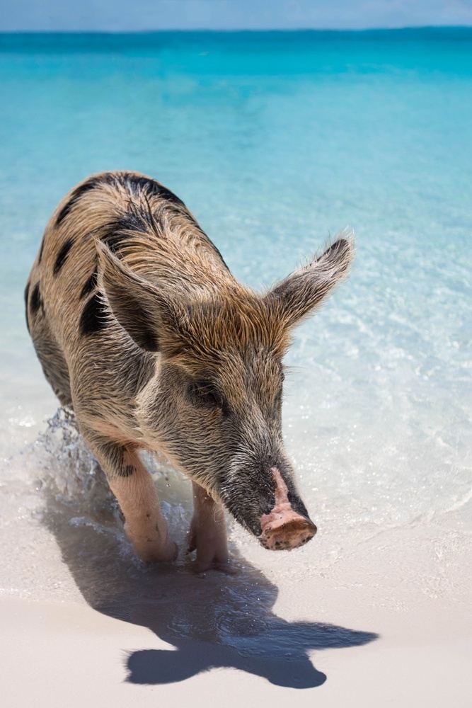 Swim With the Pigs on Pig Island Exuma!