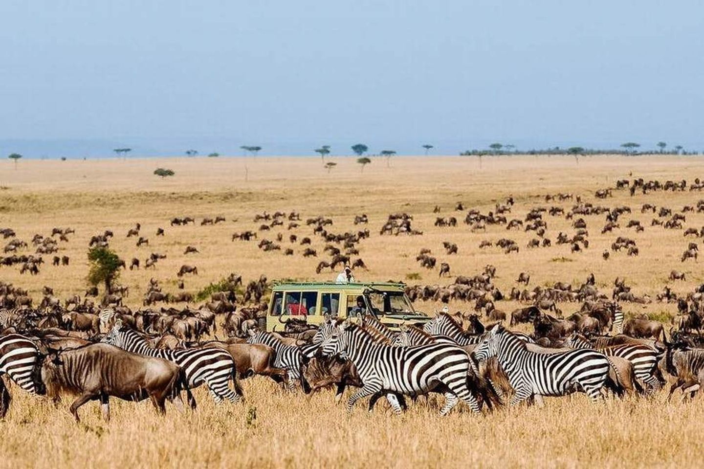 10 Days Serengeti Wildebeest Migration Safari