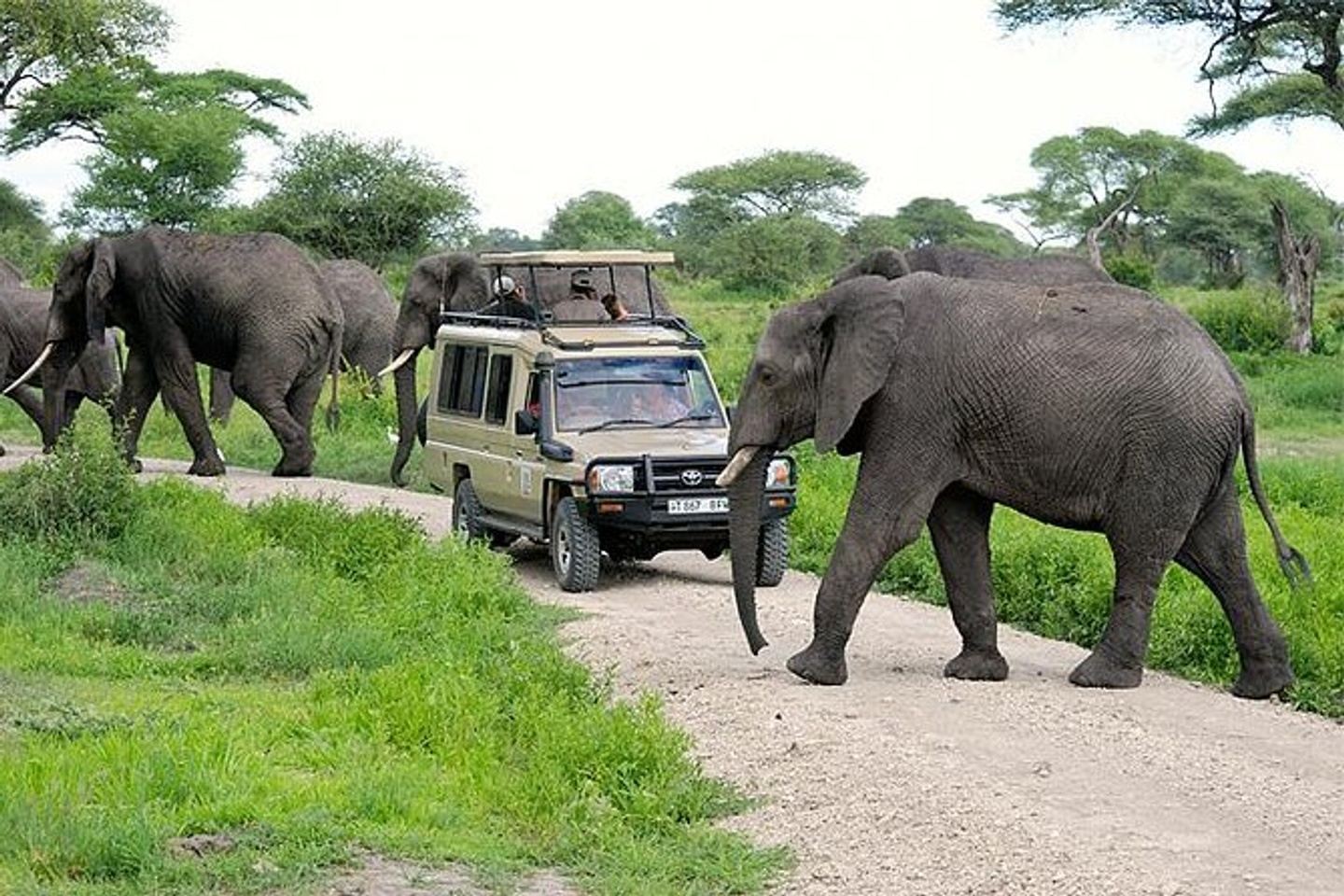 2 Days Budget Discovery of Northern Tanzania Parks On A  Budget