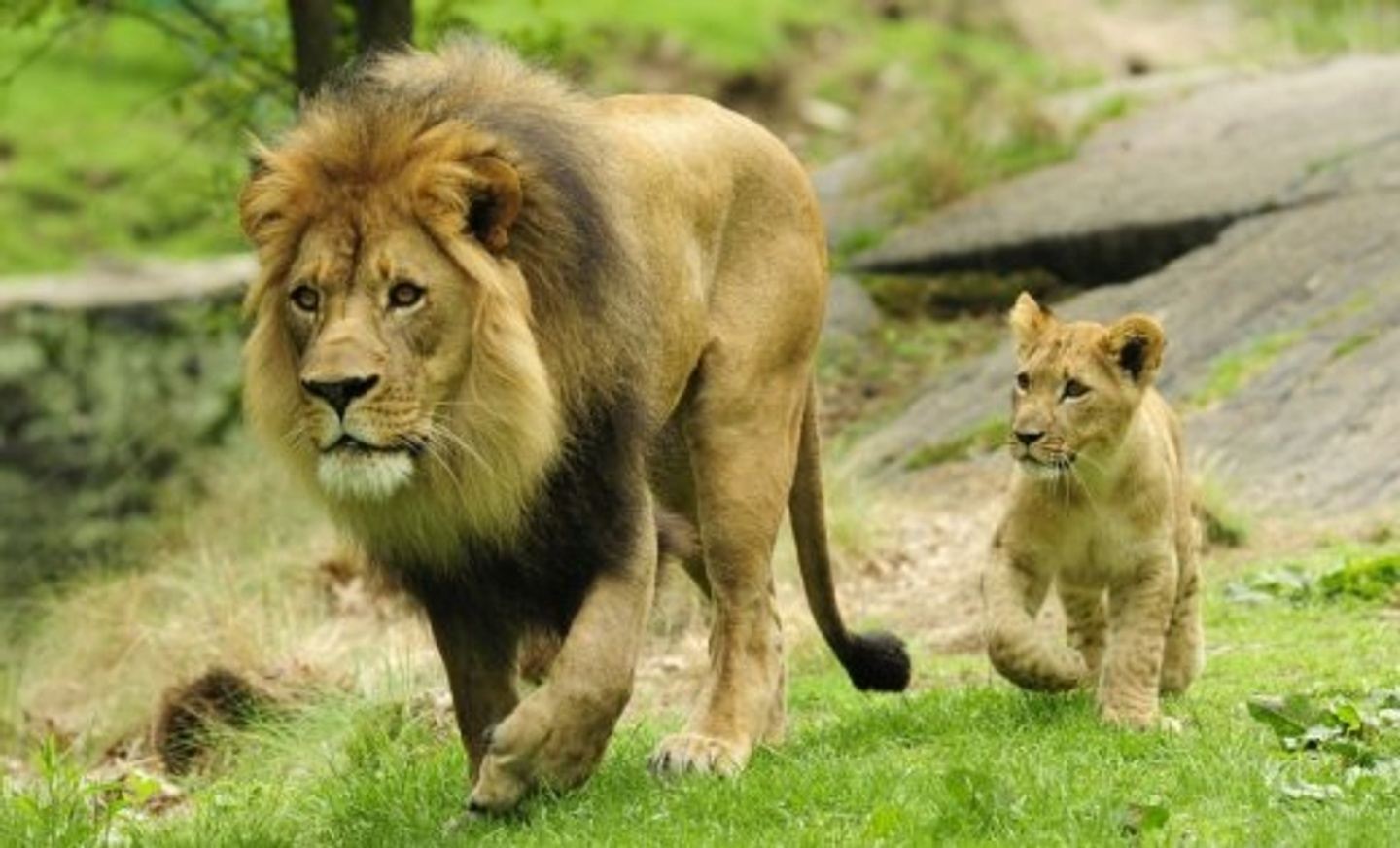 Lion Park Safari