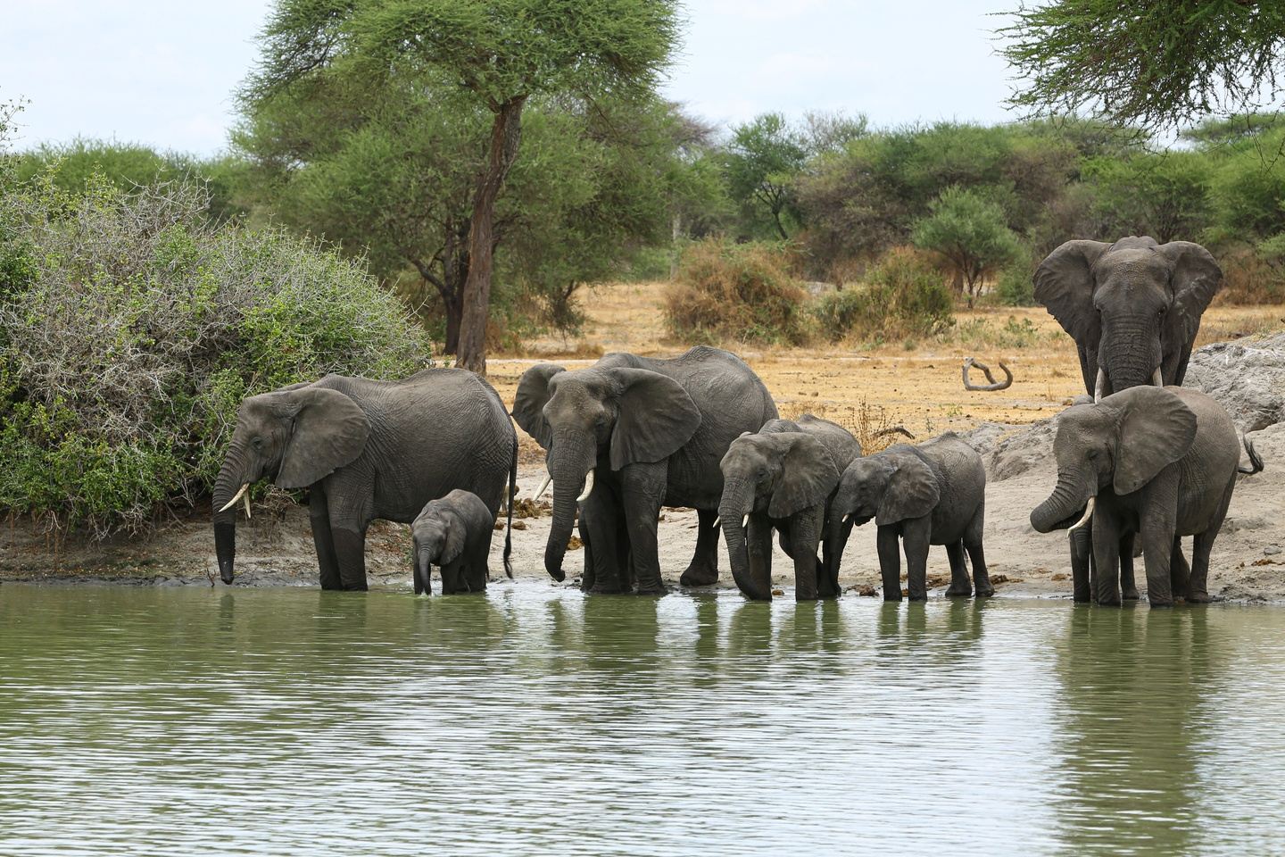 13 Days Northern Tanzania Safari Gary & Sheryl