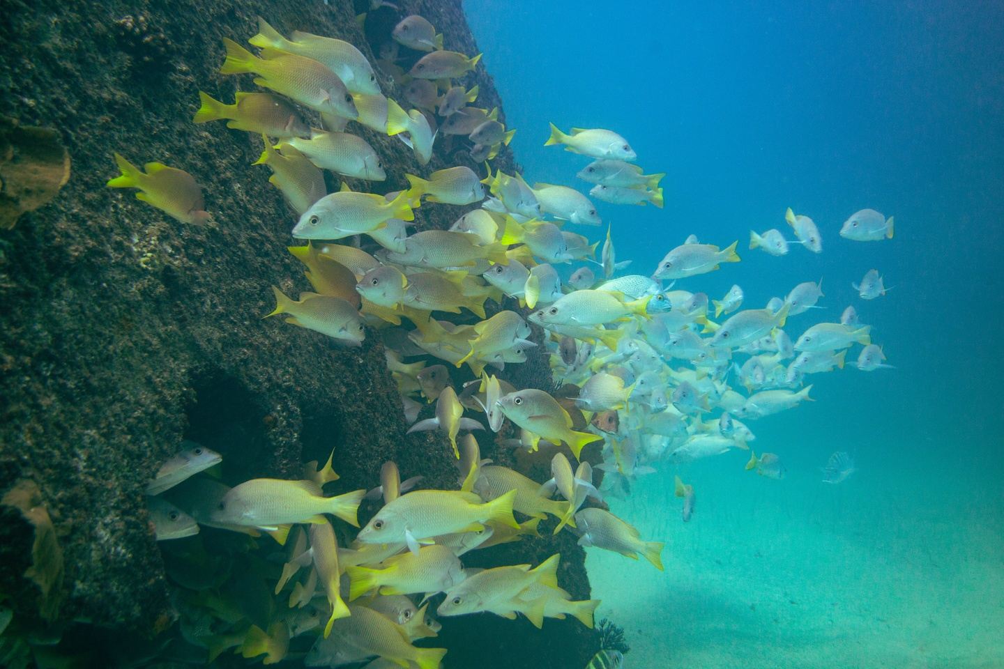 Dive in Cabo san Lucas´ Marine Reserve