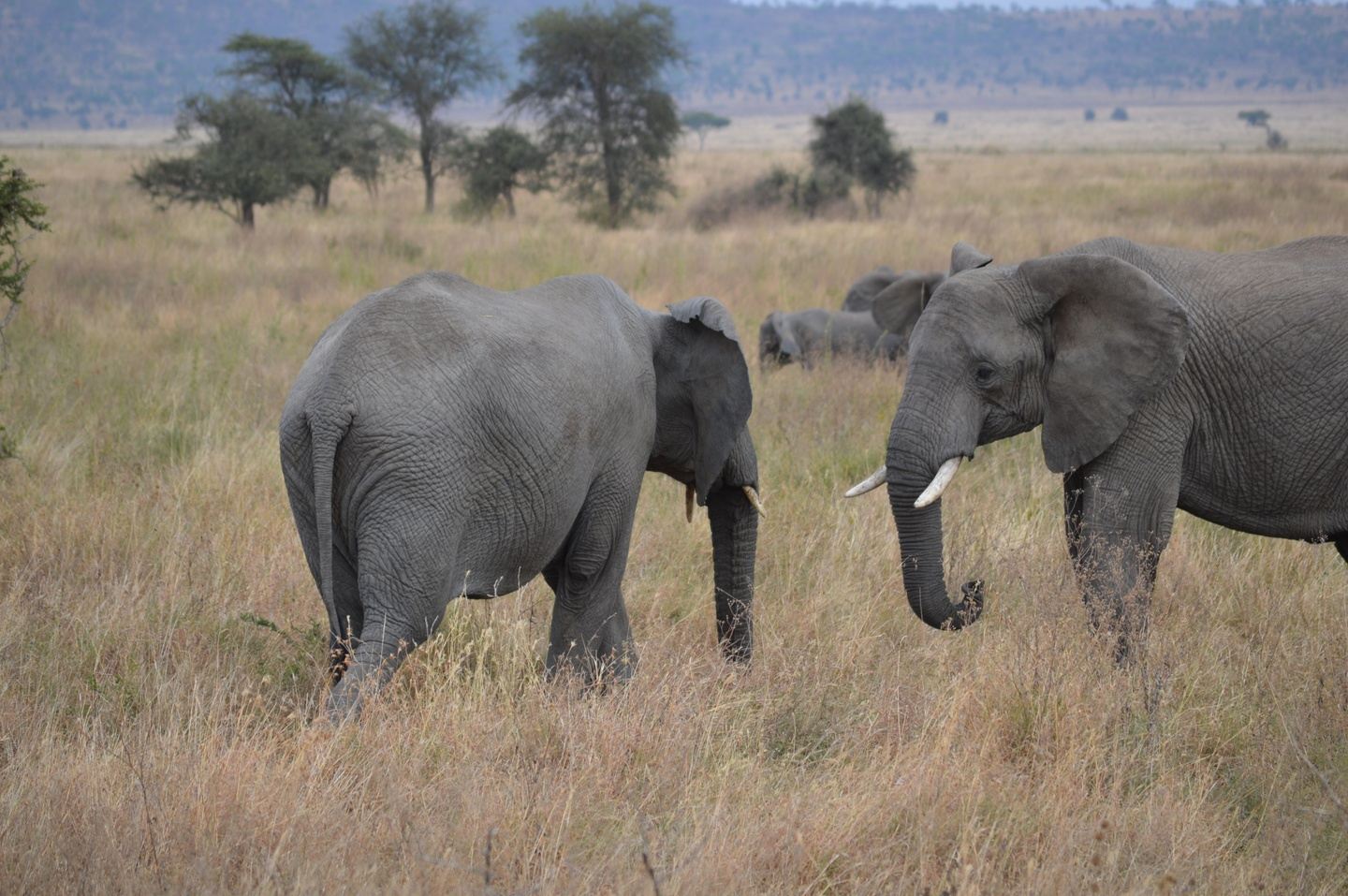 2-Day Safari Tour - Tarangire, Ngorongoro
