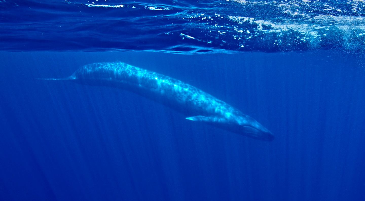 Blue Whale Expedition