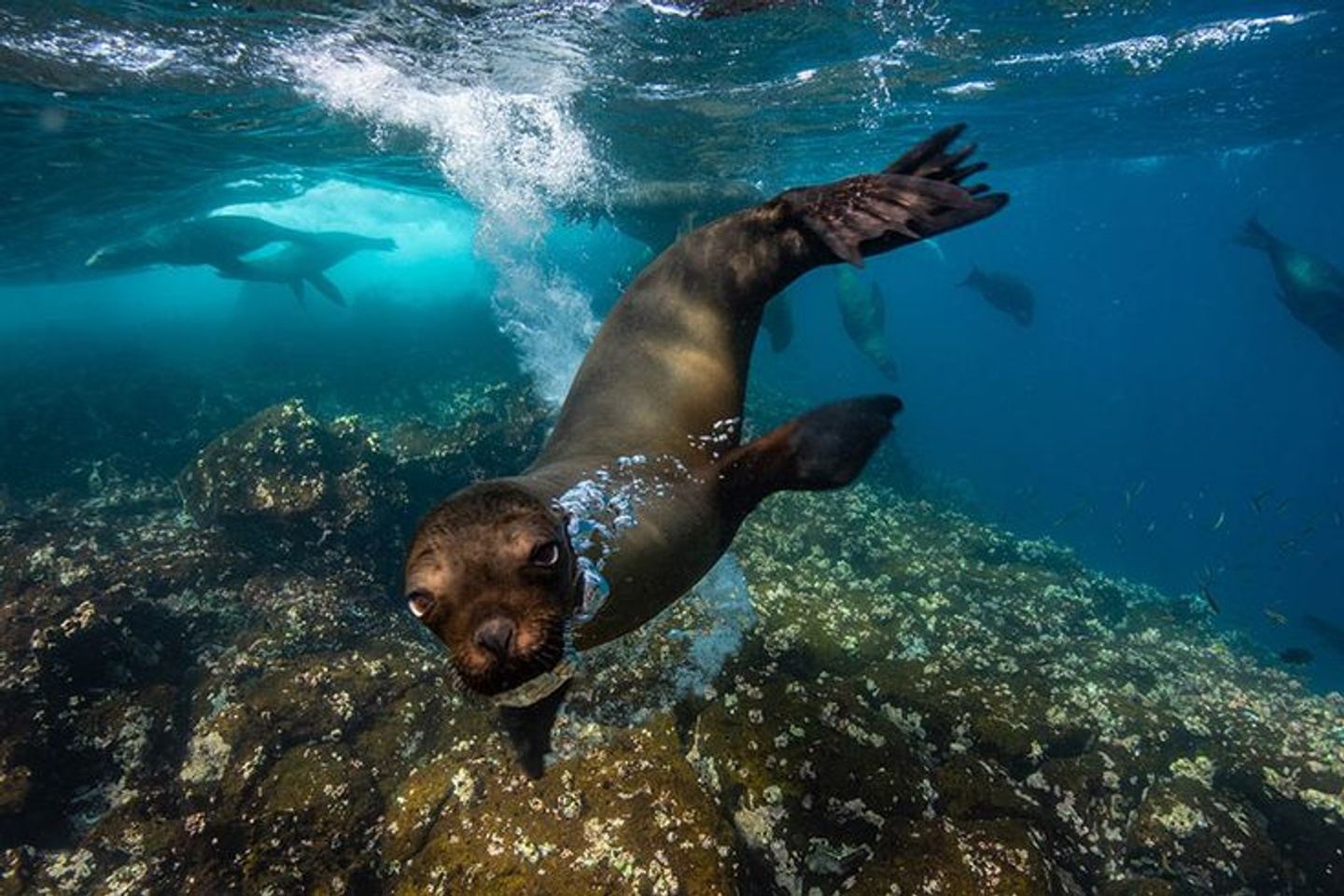 Tour Isla Lobos in Galapagos, San