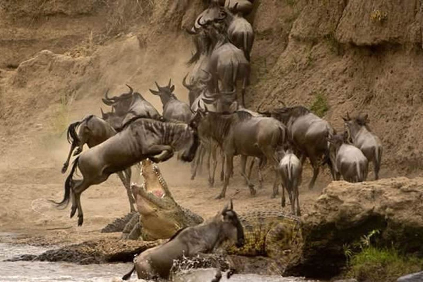 10 Days Wildebeest Migration Safari Package