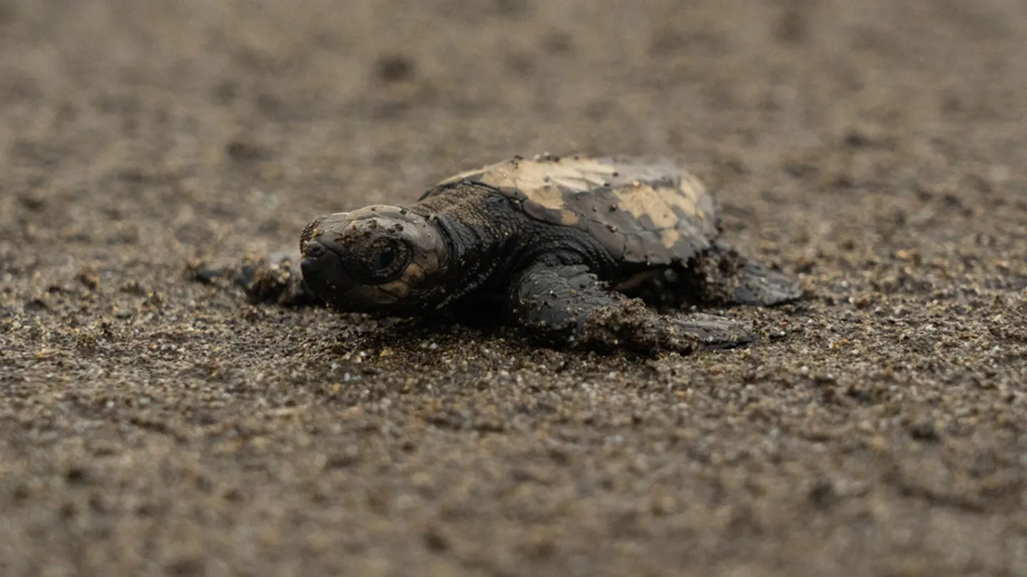 Liberación de tortugas en el Chocó