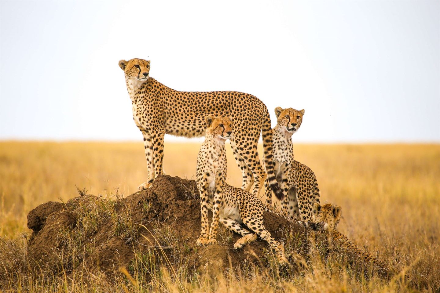 5Days  - Tanzania Safari, Tarangire, Ngorongoro & Serengeti