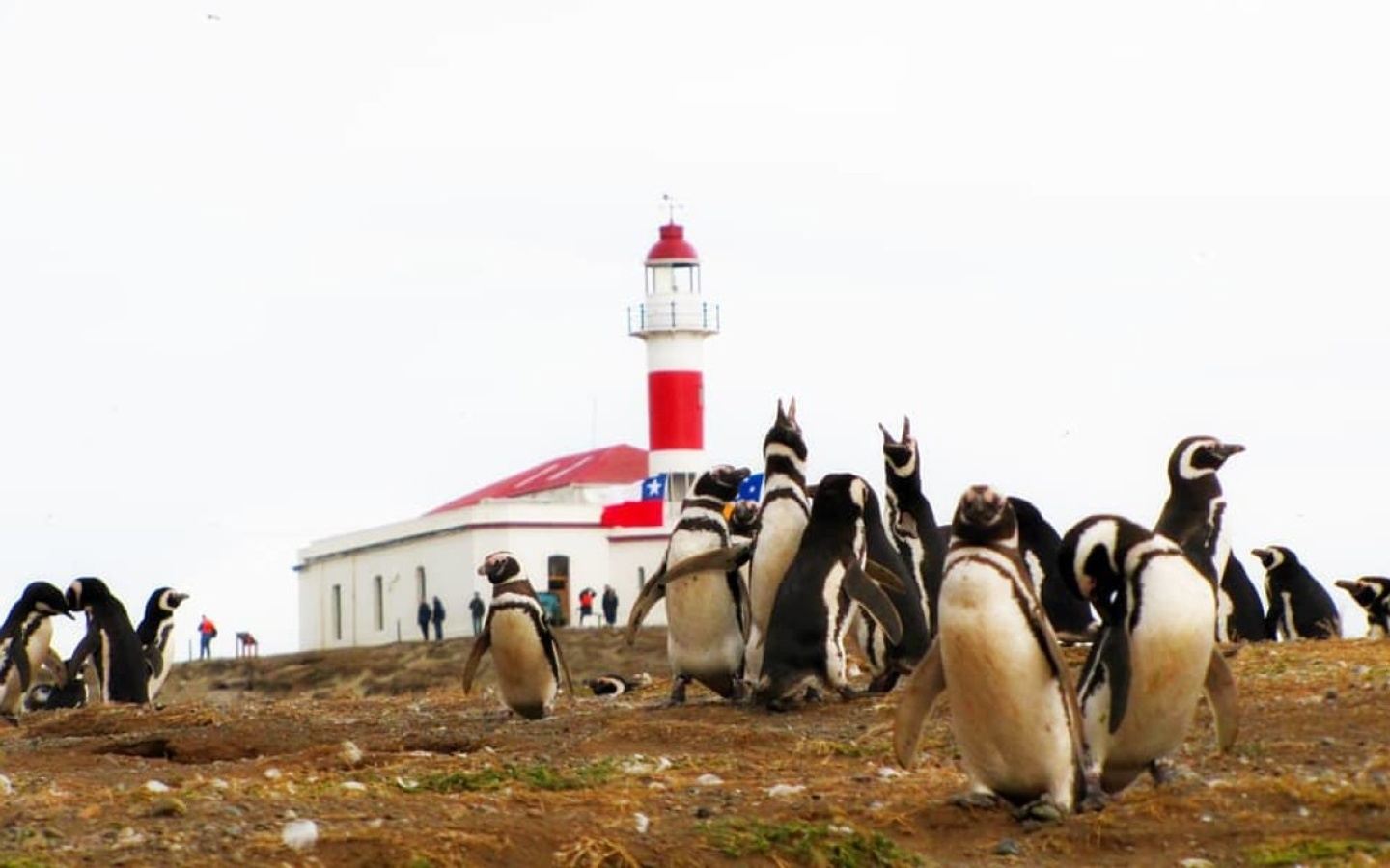 Navigation: Walk with Penguins in Magdalena Island