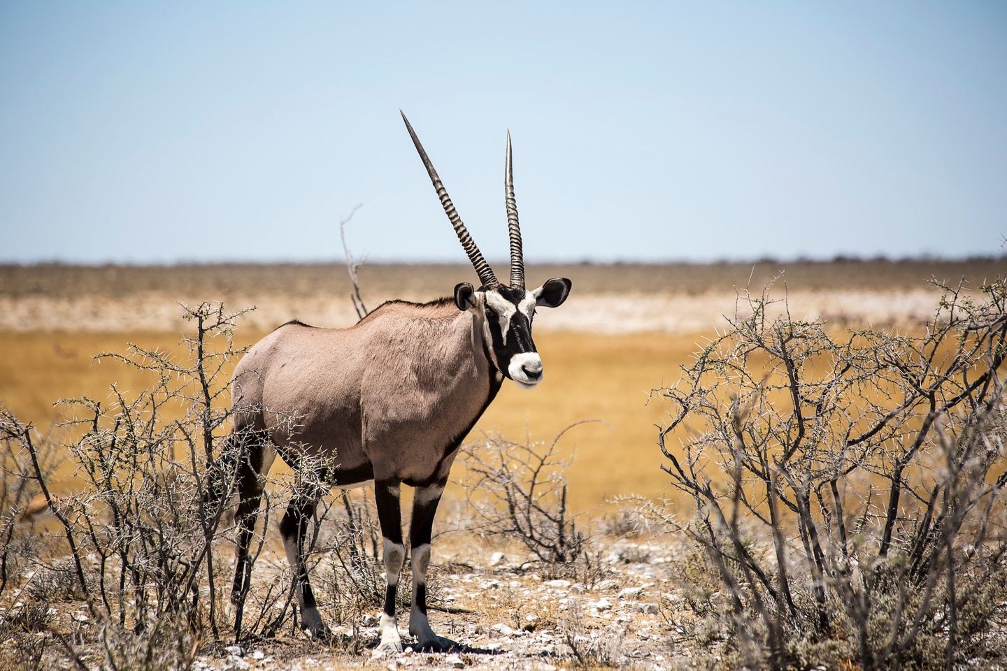 10-Day Yoga Safari Adventure - Namibia