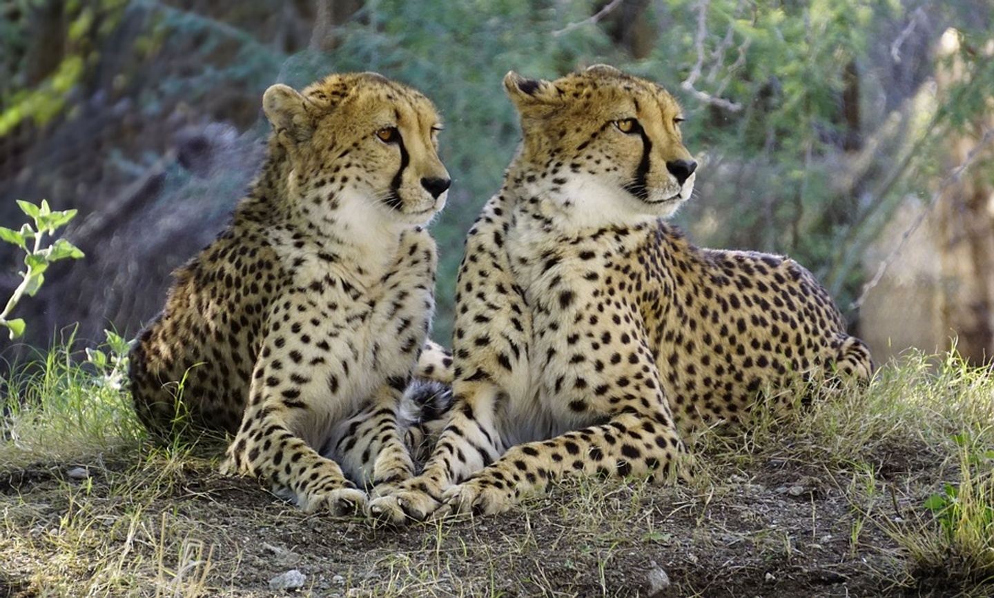 5 Days Tanzania Unforgettable Big Five Safari