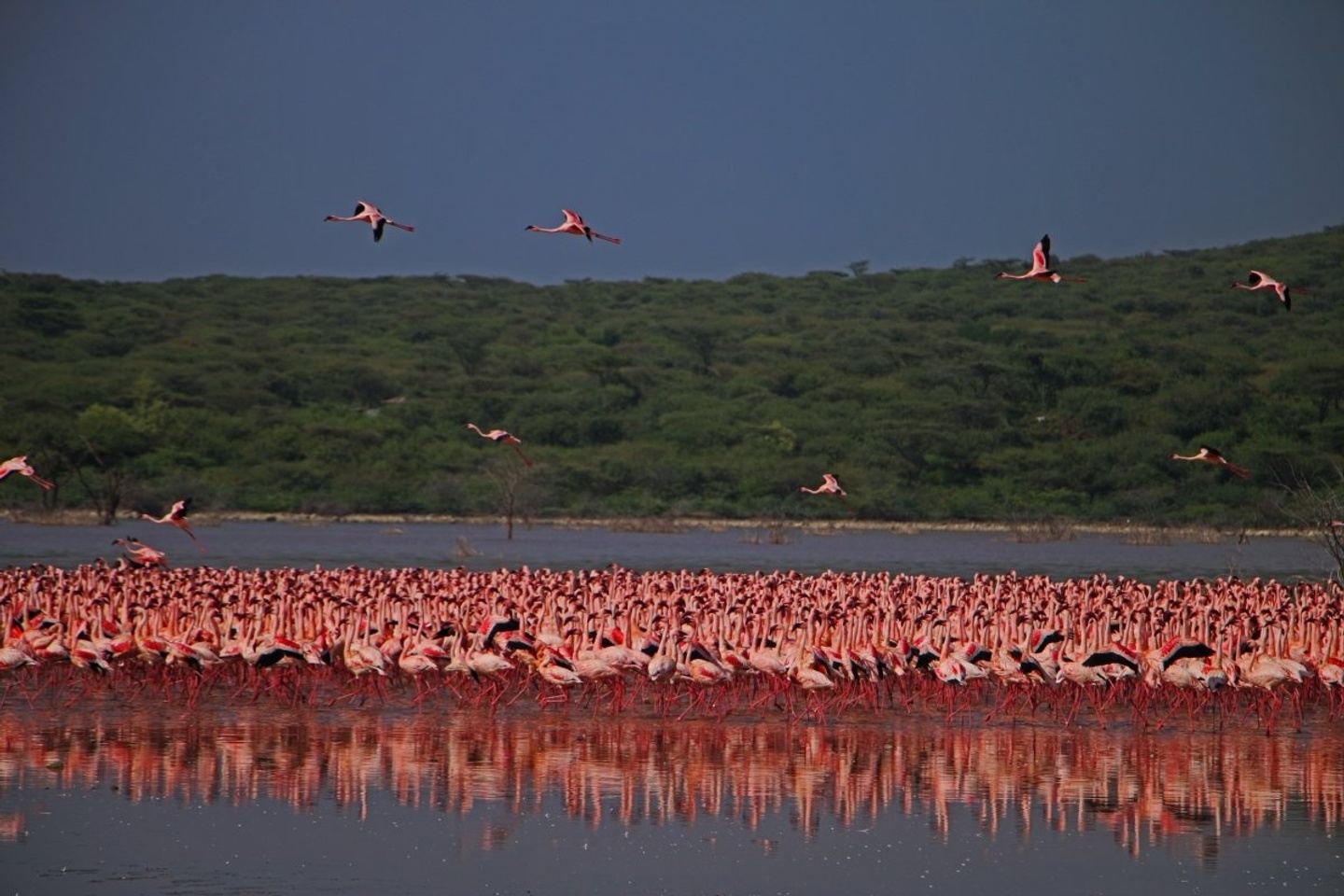 Day Tour to Maasai Game Reserve from Nairobi