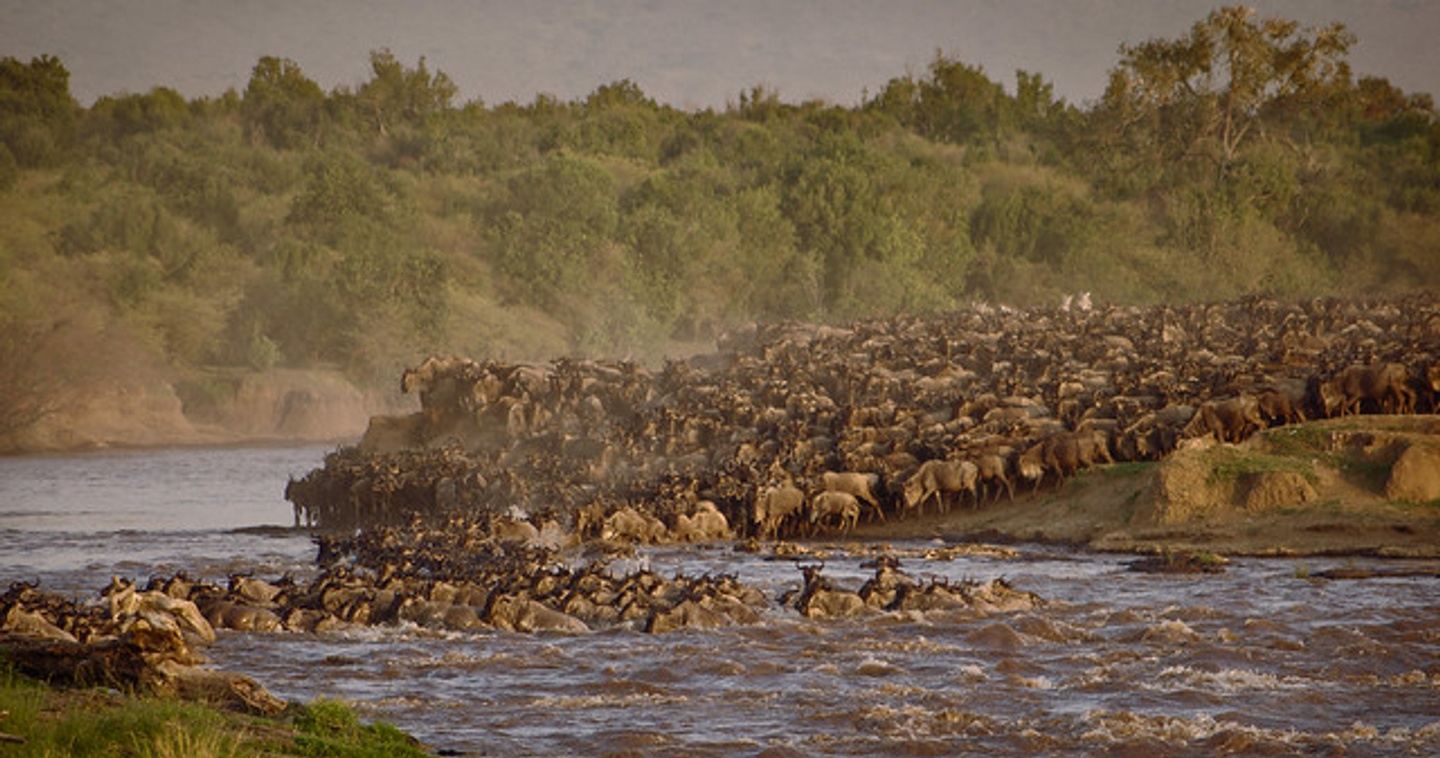 Kenya Wildebeest Migration Wildlife Safari NTS
