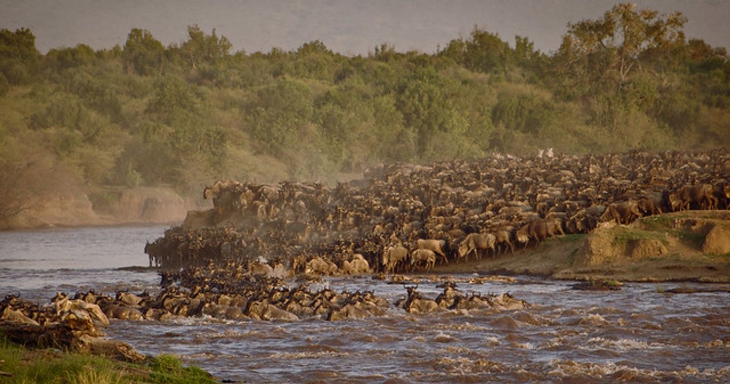 Aug 2024 Kenya Wildebeest Migration Wildlife Safari and Charity Drive