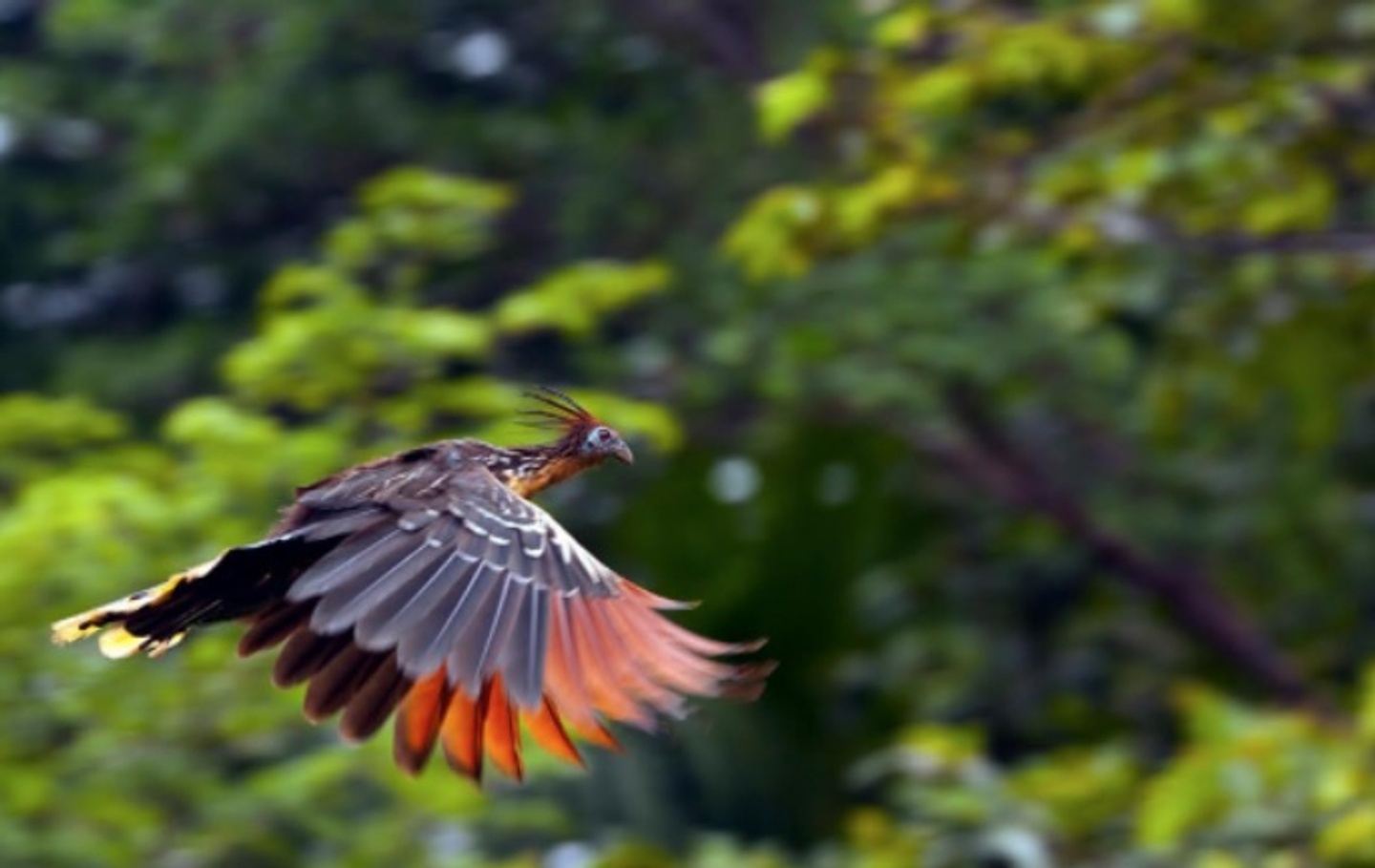 Bird watching - Yasuni waorani