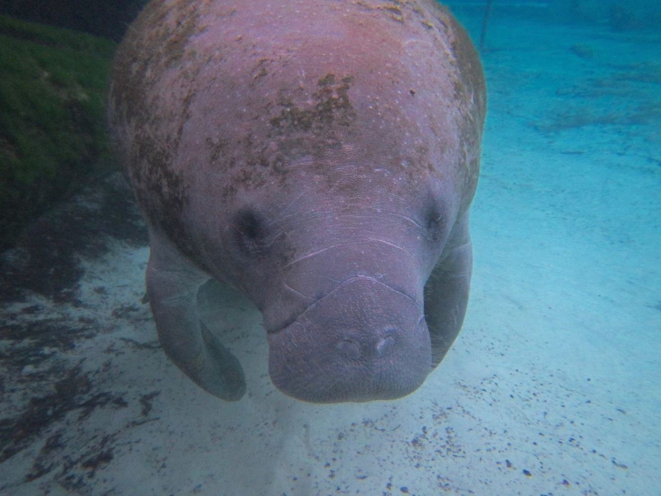 Florida Wild Manatees Snorkeling & Springs Women's Adventure