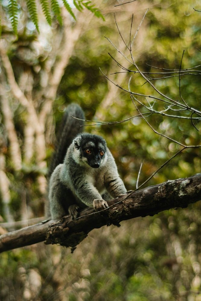 Magic in Madagascar