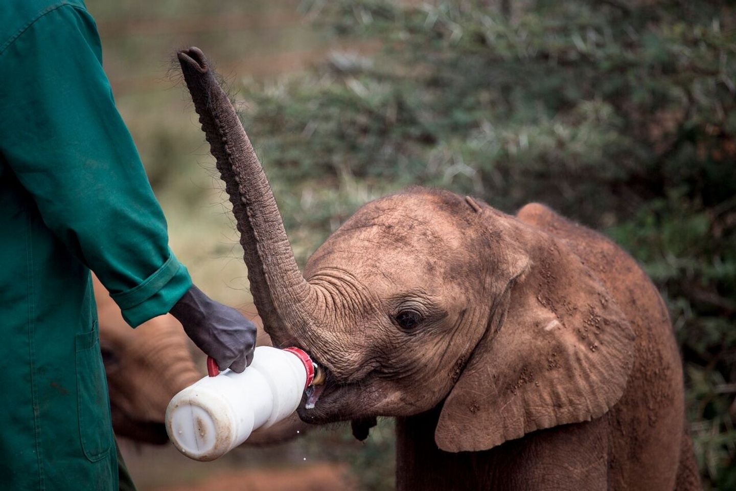 Visit Elephant Orphanage & Giraffe Center, Shopping & Lunch.