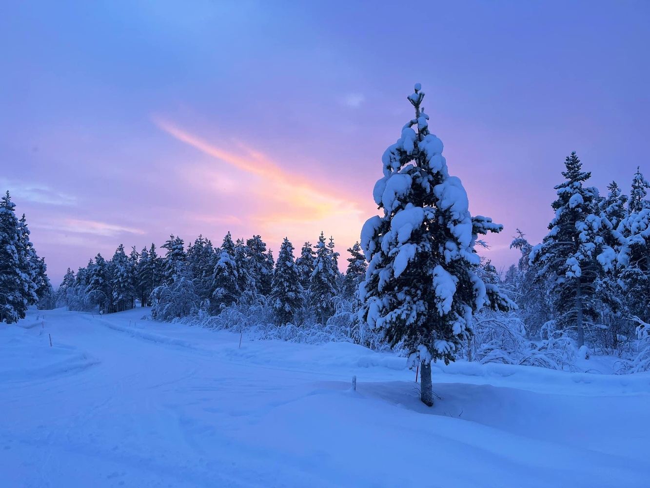 Lapland Arctic Study Tour 10 - 18th January 2025