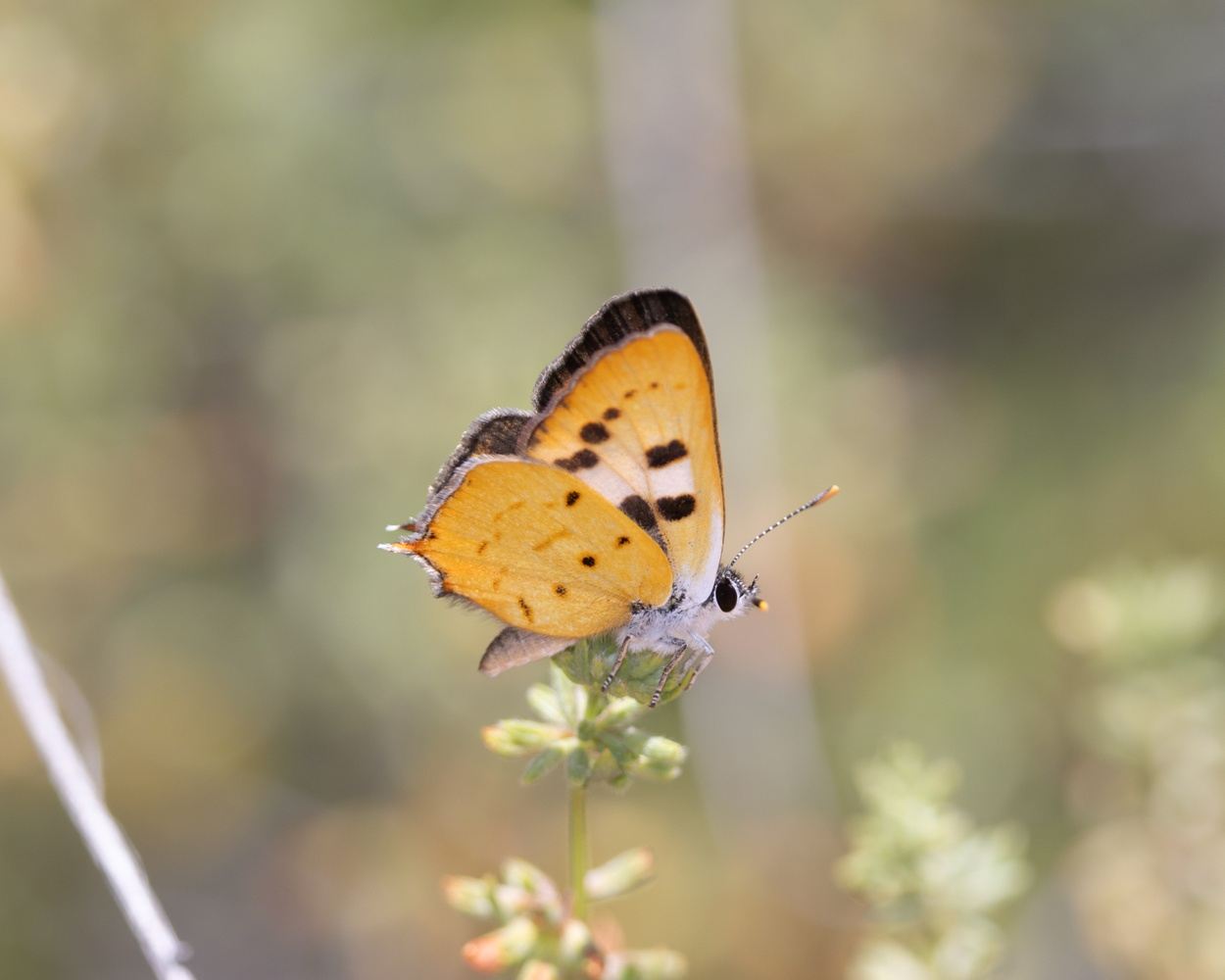 California - San Diego County - Hermes Copper & Hairstreak Expedition