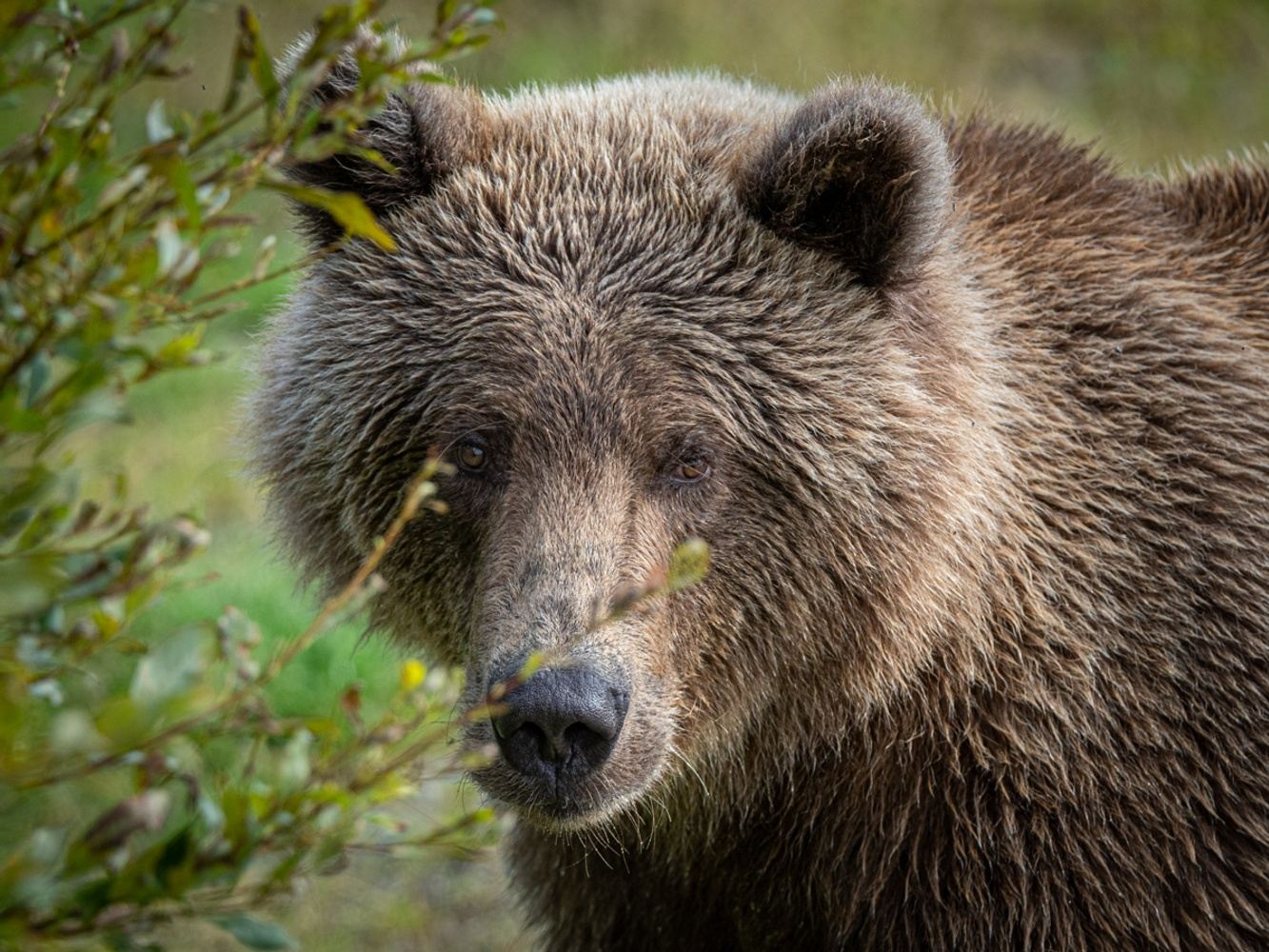 Bears of Katmai National Park 2025