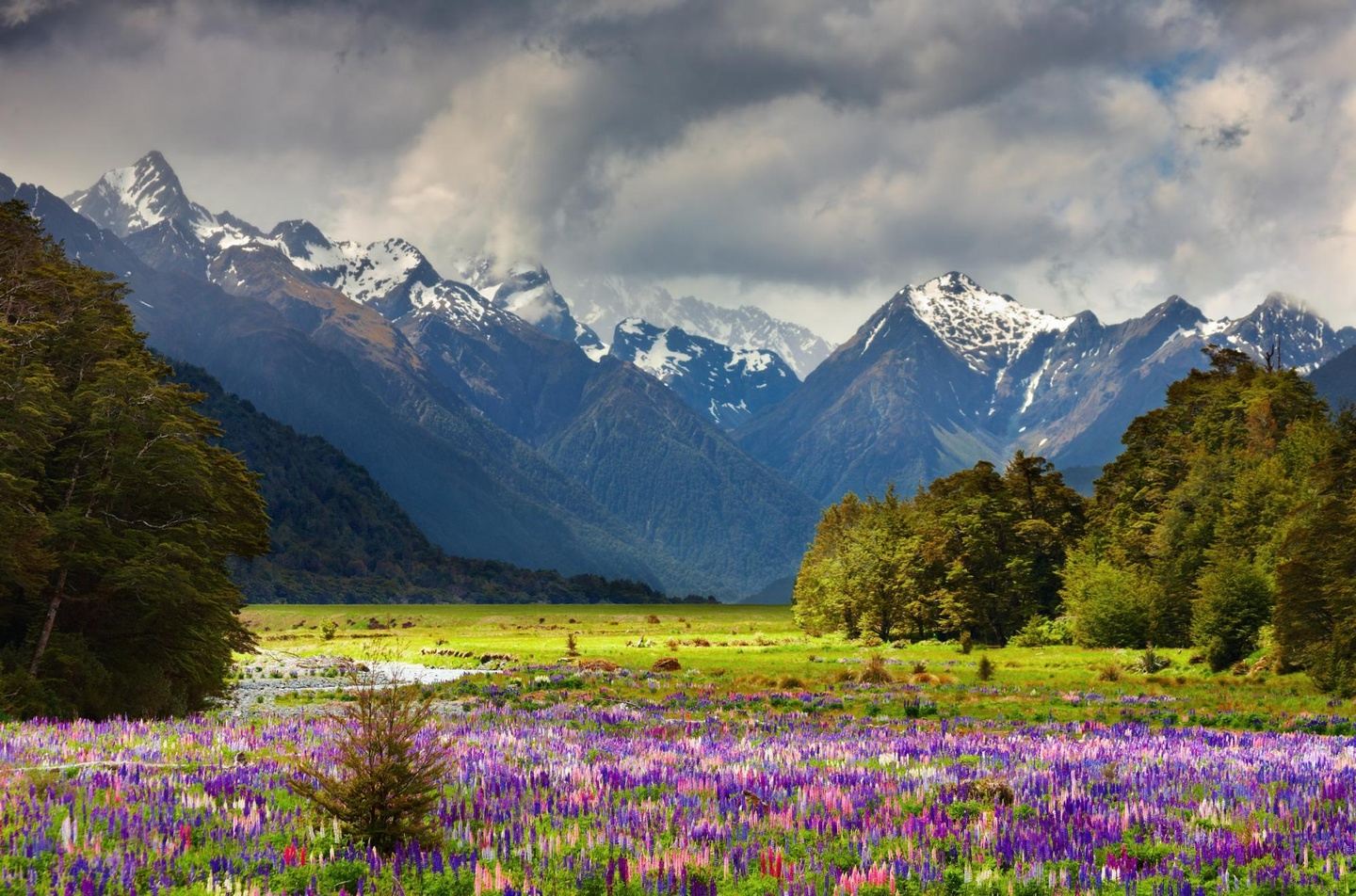 Untamed Landscapes of New Zealand