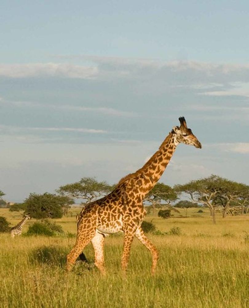 4 DAYS Tanzania private safari