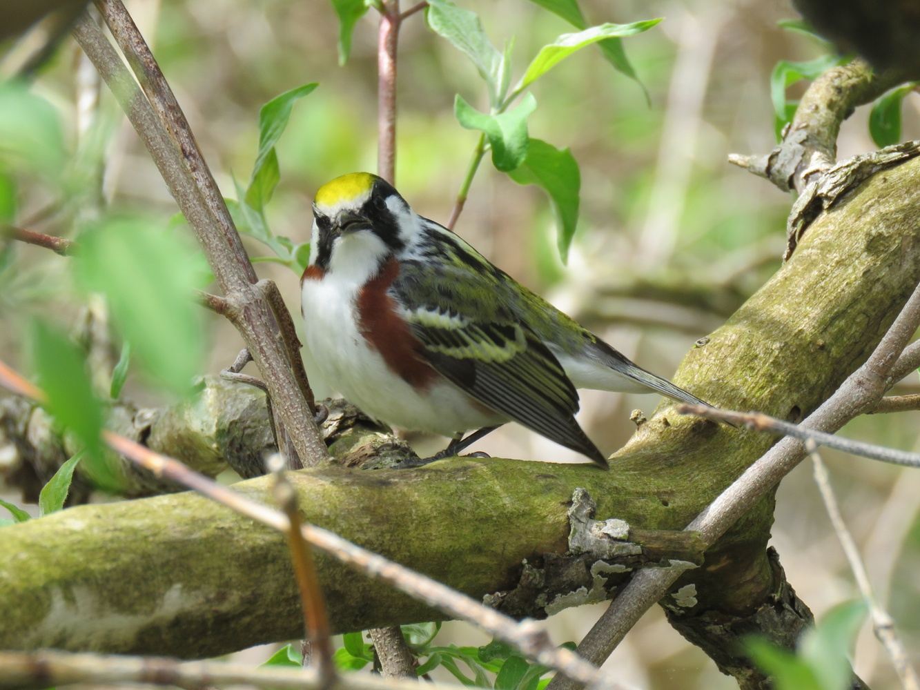 Warbler Road, Virginia in Troutville, VA 24175, USA