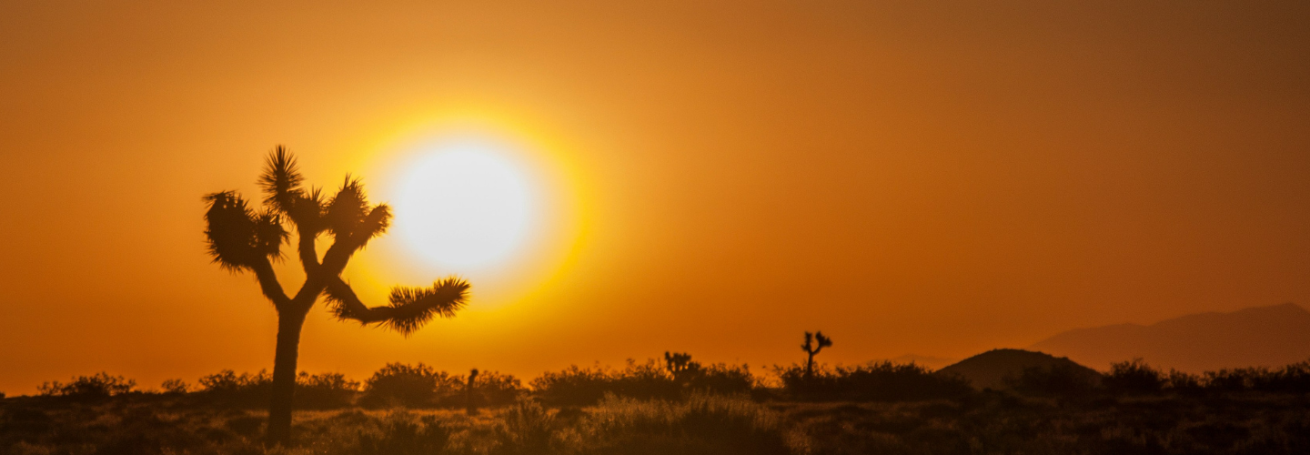 JOSHUA TREE DESERT - TRANSFORMATIONAL JOURNEY