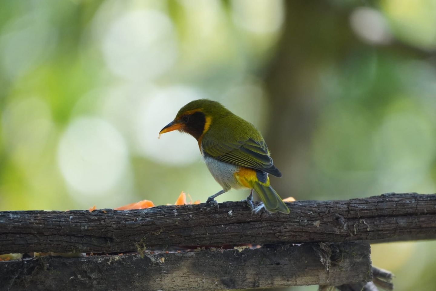 Birdwatching & Nature Experience in Mindo Cloud Forest