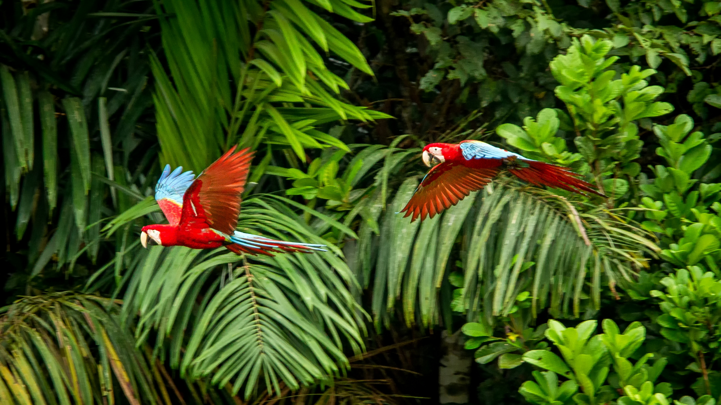 TAMBOPATA RESEARCH CENTER + THE LARGEST MACAW CLAY LICK IN THE WORLD