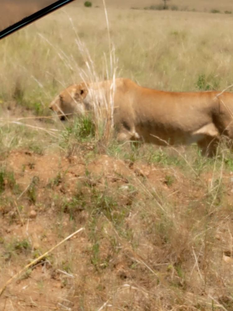 3 days budget safari in maasai mara national reserve