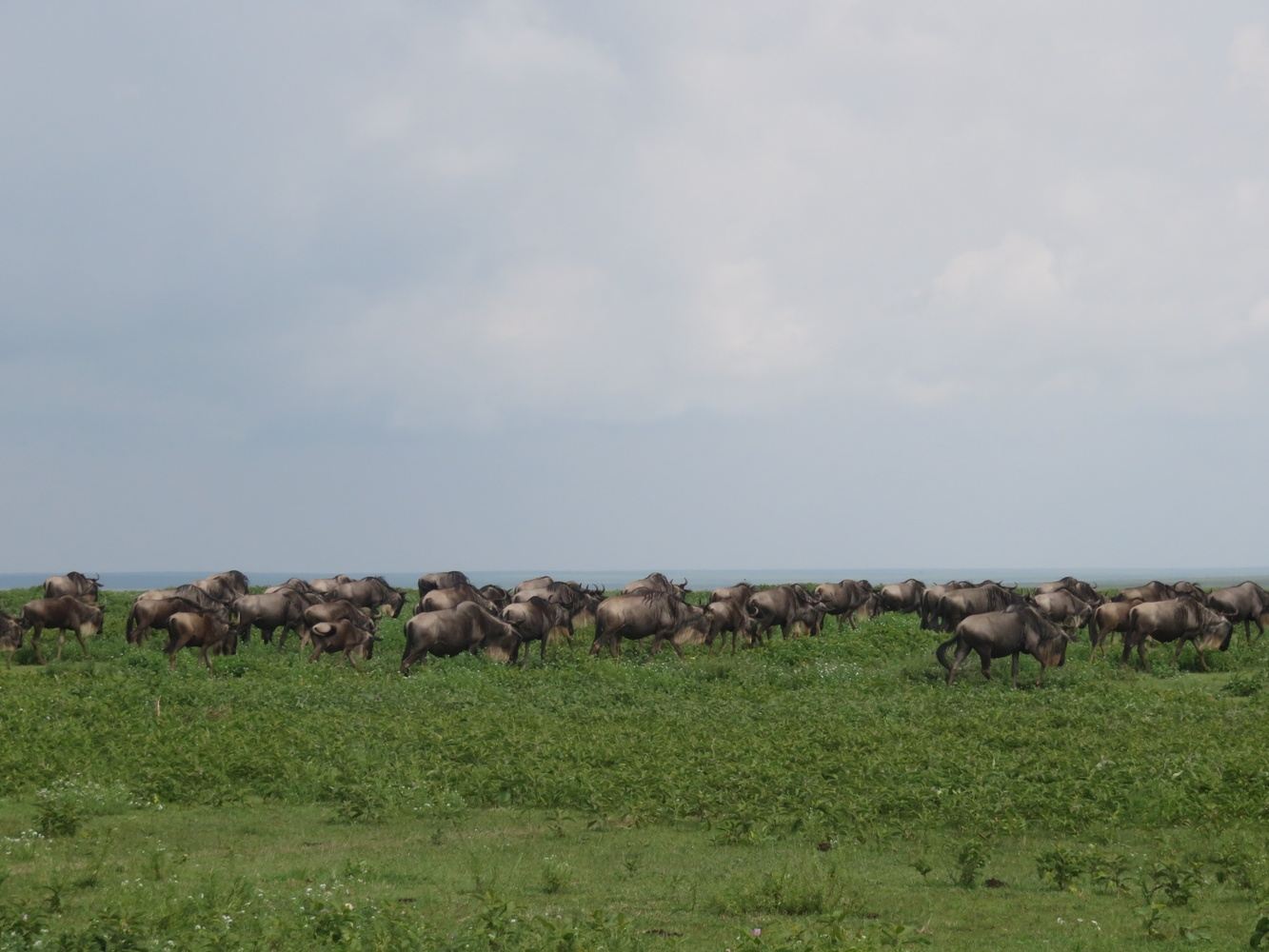 Tanzania Safari Experience 2021