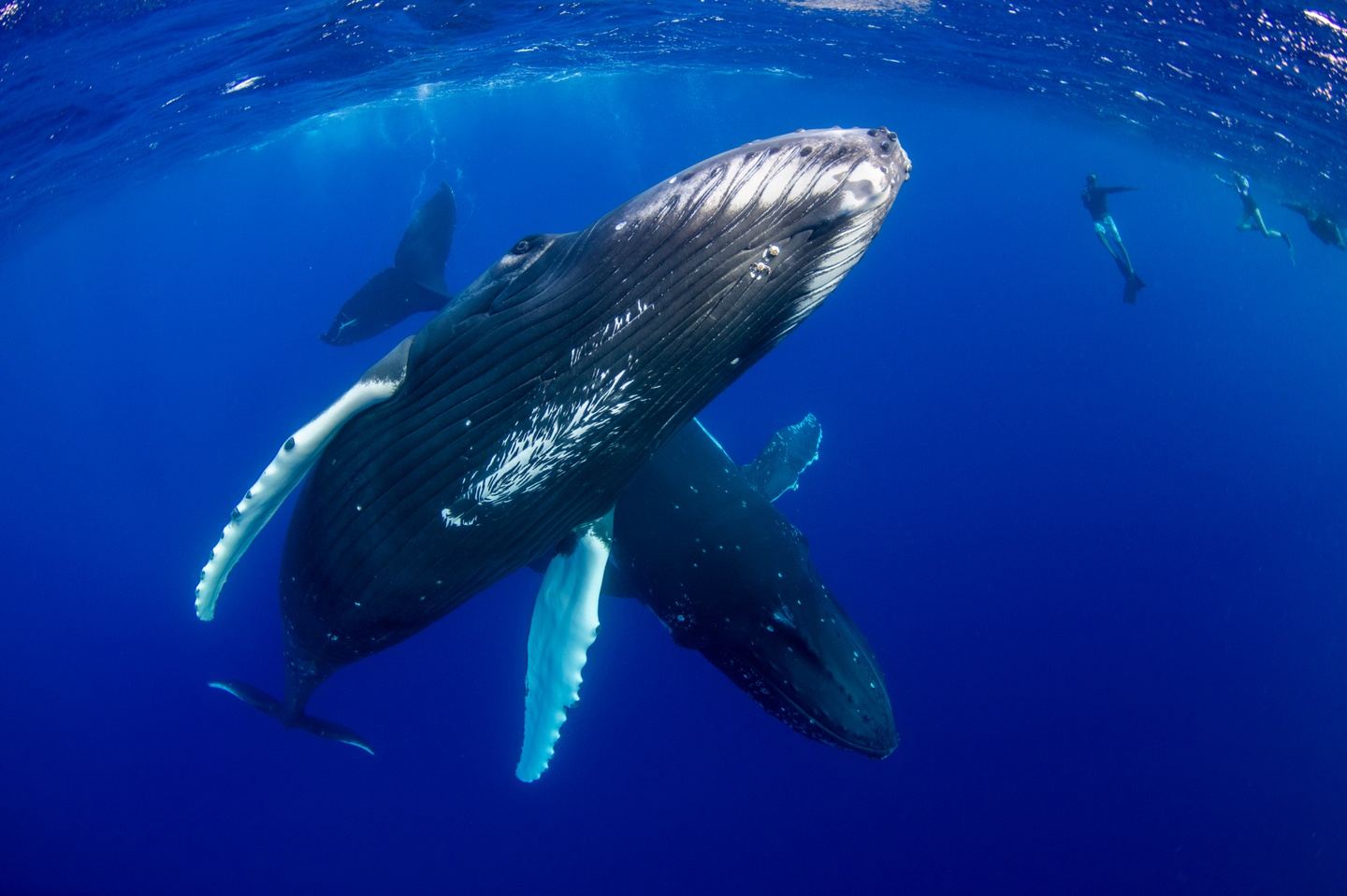 2024 Humpback Whale Expedition, Mo'orea French Polynesia