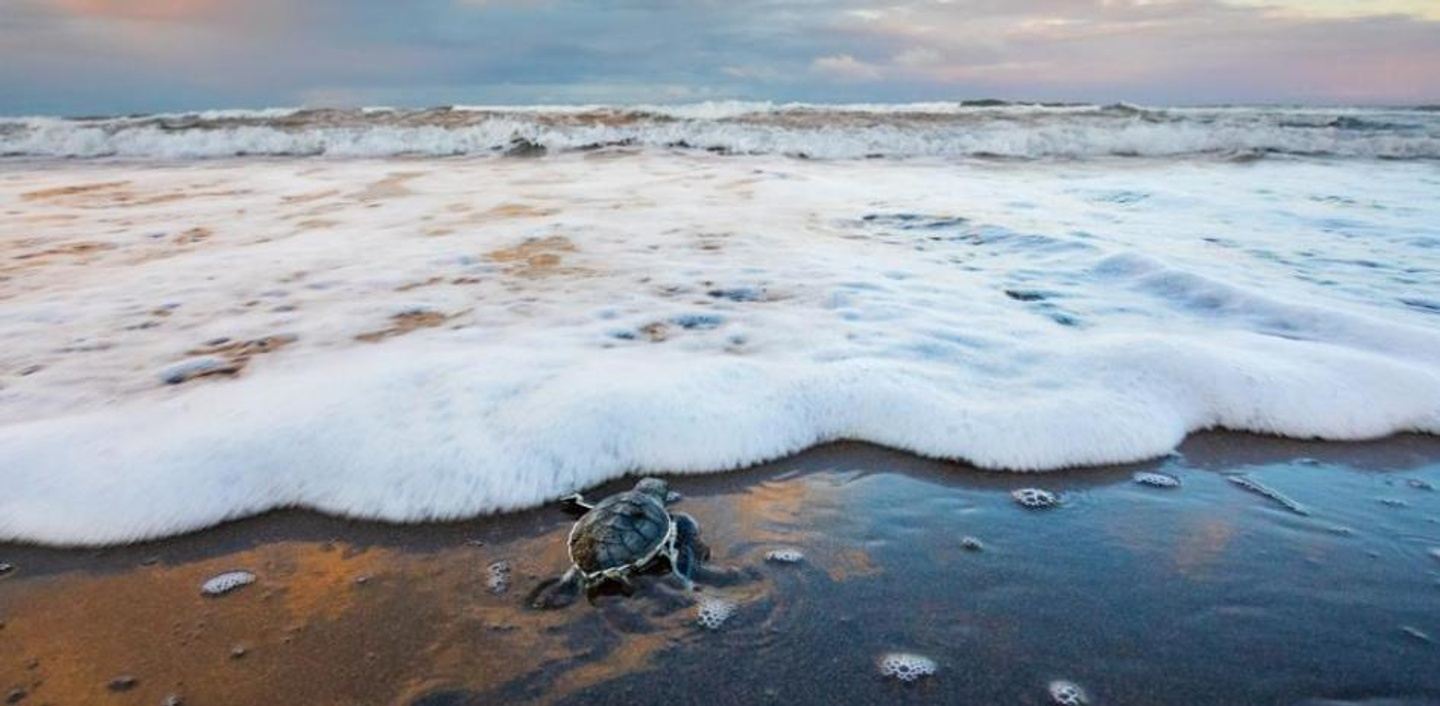 SEA TURTLE CONSERVACATION 2025 - LA FORTUNA & MONTEVERDE - SEP 13-24