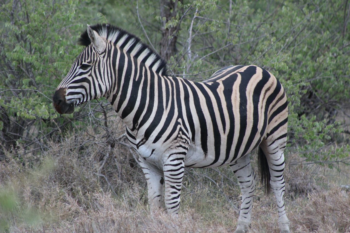 2024 South Africa Safari with Victoria Falls (9 days or 13 days)
