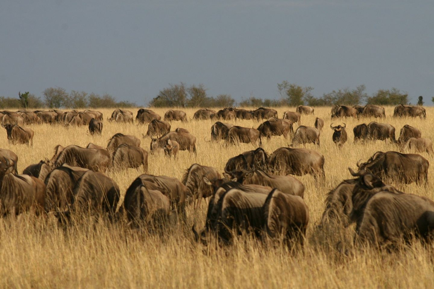3 Days Maasai Mara Group Joining Safari