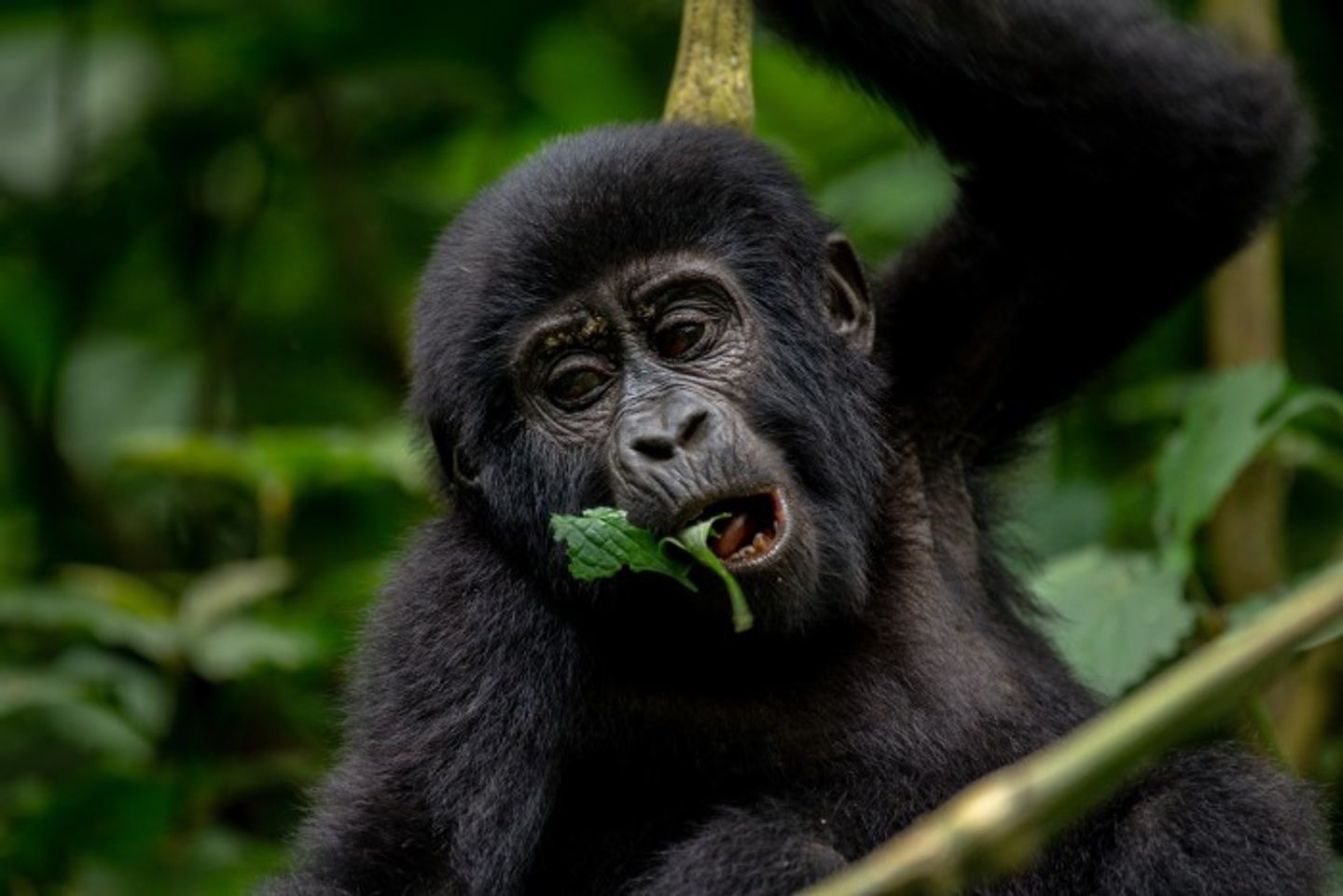 4 Days Best of Gorilla Tracking