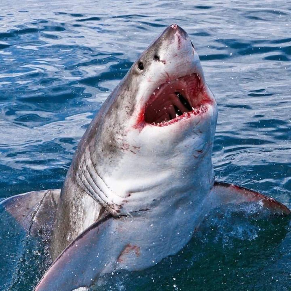 Shark Cage Diving In False Bay