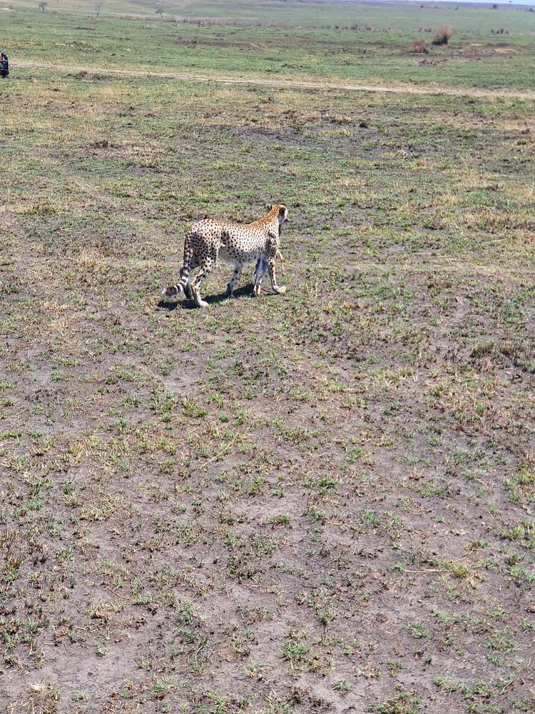 3 days amboseli group joining safari in Nairobi kenya