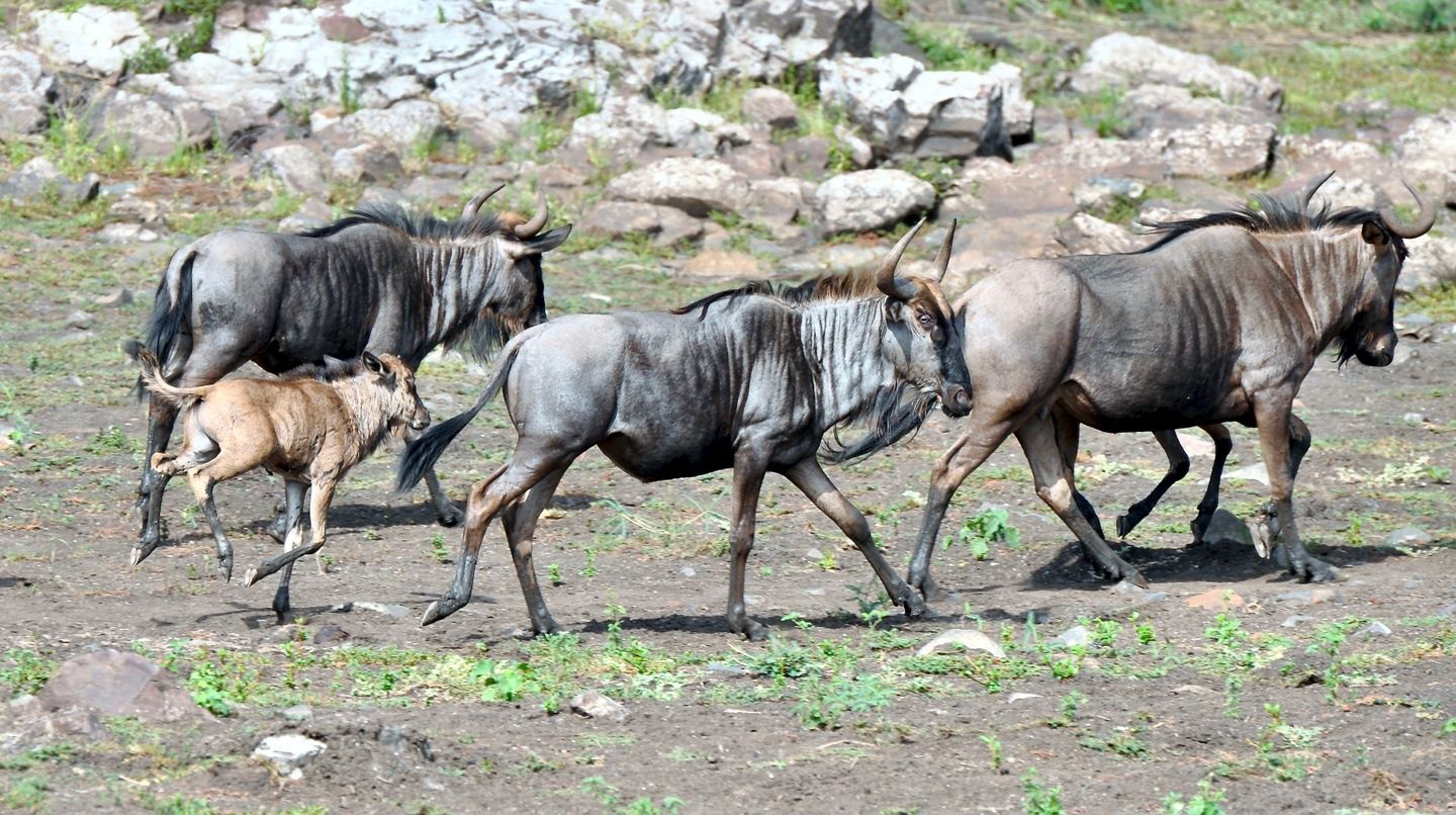 Tanzania Calf Birthing Safari 2025