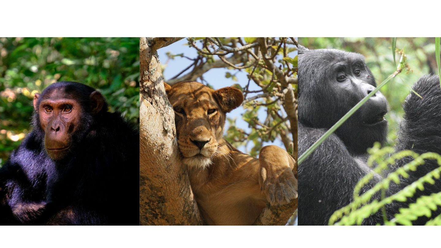 Gorilla Trekking + Uganda Safari: LUXURY 1